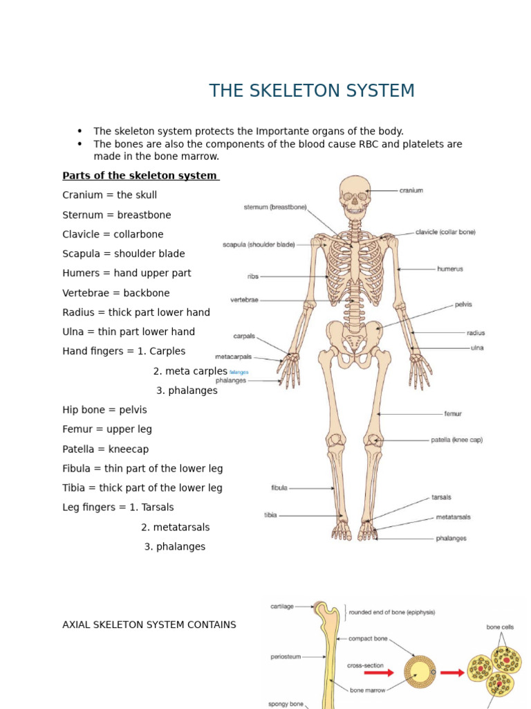 THE SKELETON SYSTEM | PDF | Bone | Skeleton