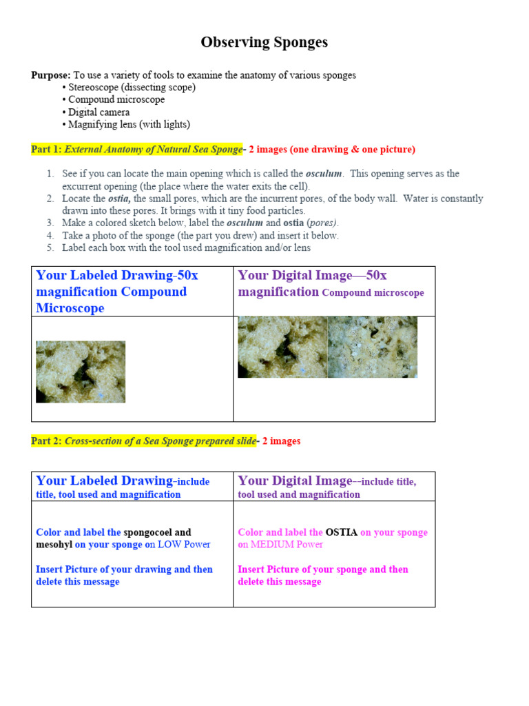 Anatomy and Examination of Sponges | PDF | Sponge | Optics