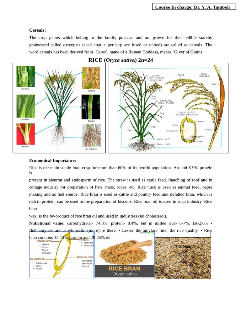 Rice: Cultivation, Types, and Importance | PDF | Maize | Rice