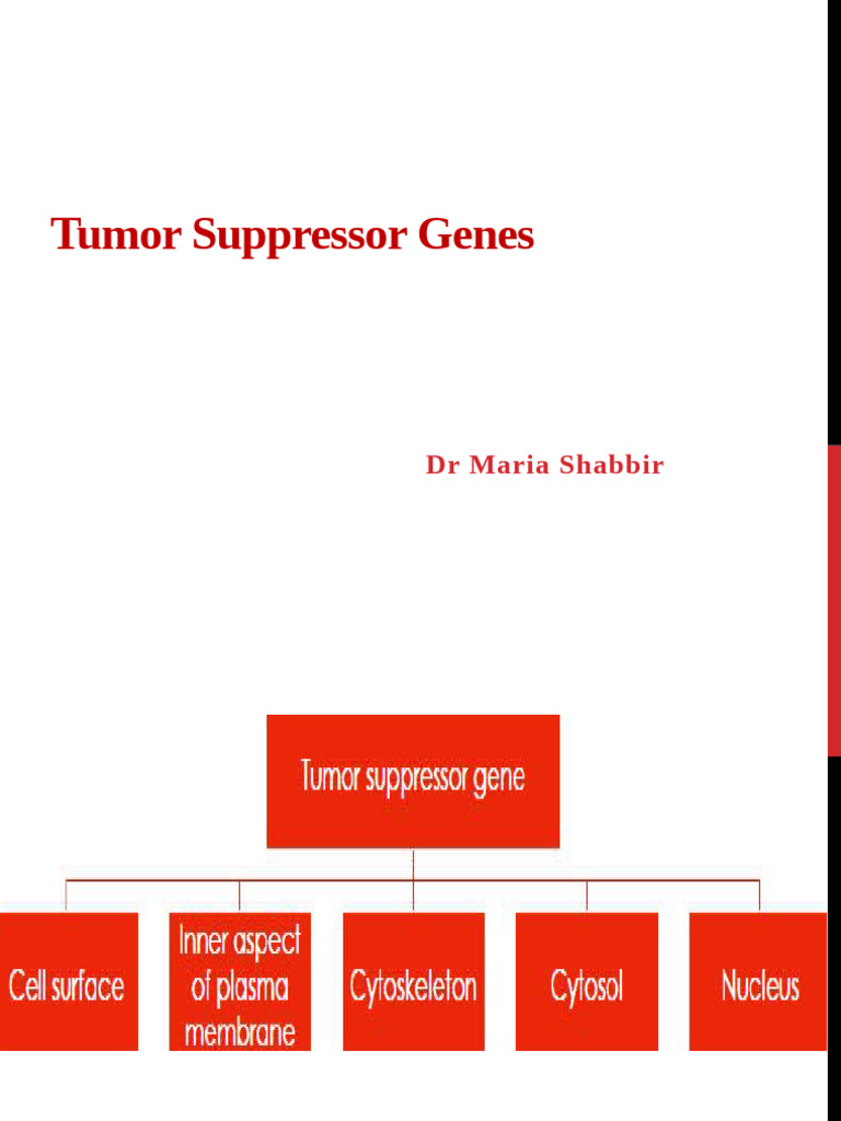 Tumor Suppressor Genes Overview | PDF | Cell Cycle | P53