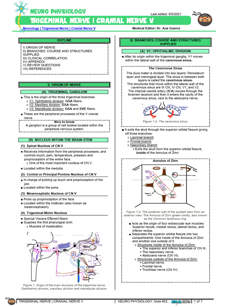 Trigeminal Nerve Overview and Functions | PDF | Nervous System | Human ...