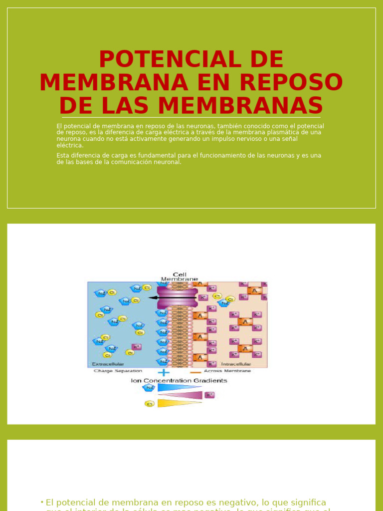 Potencial de Membrana en Reposo Neuronal | PDF | Potencial de acción ...
