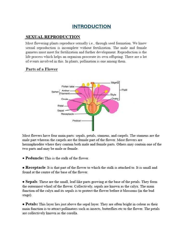 Overview of Flower Structure and Reproduction | PDF | Flowers | Petal