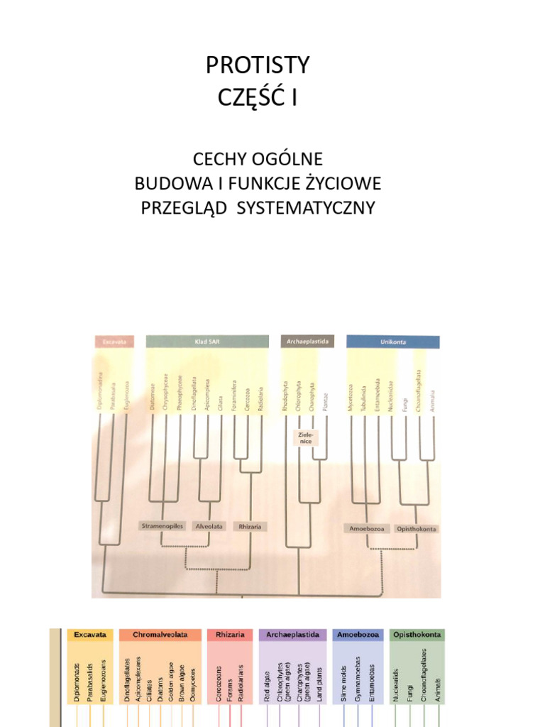 Protisty CZ I | PDF