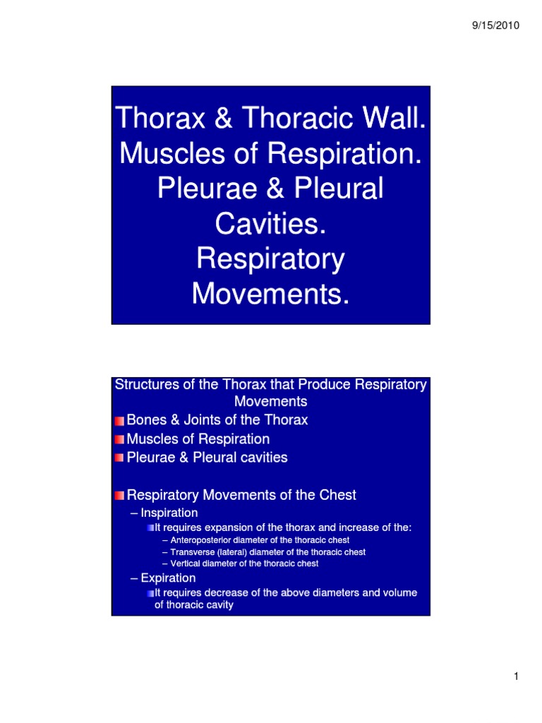 Thoracic Anatomy and Respiratory Mechanics | PDF | Thorax | Lung