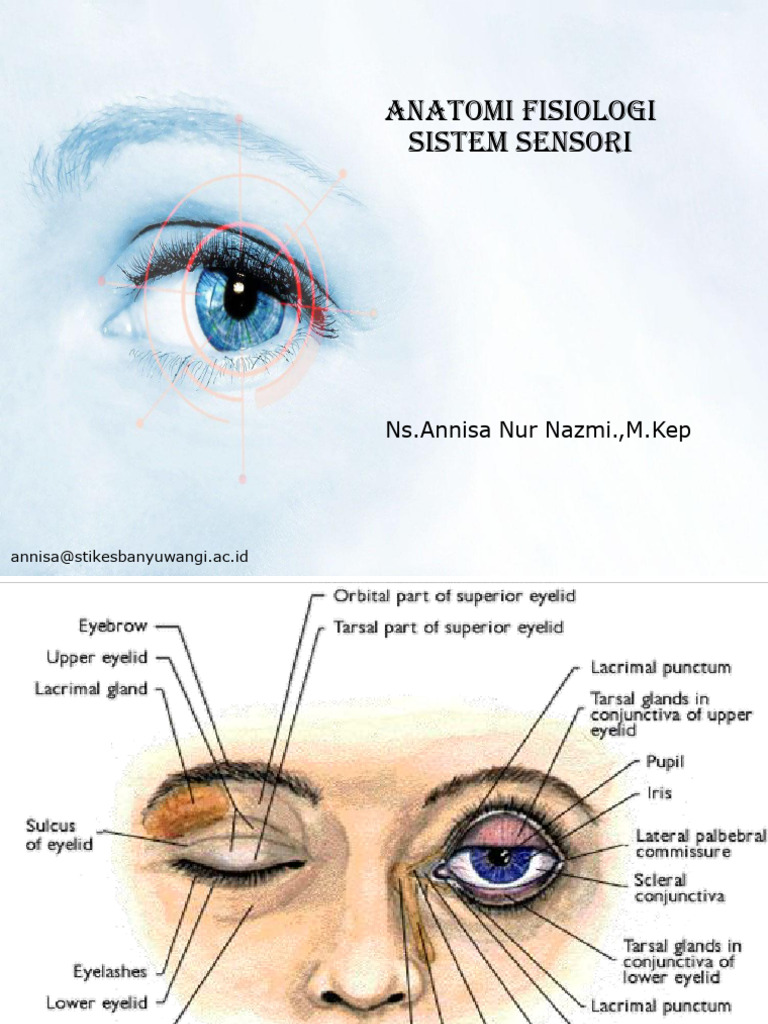 Anatomi dan Fungsi Sistem Sensorik Mata | PDF
