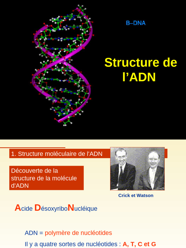 Structure et Nucléotides de l'ADN | PDF | ADN | Nucléotides