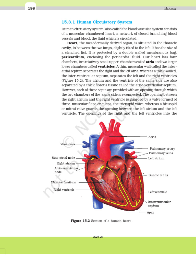 Heart | PDF