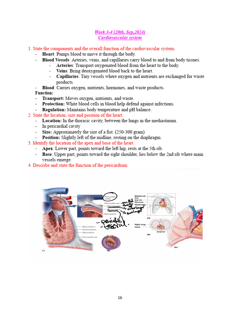 Cardiovascular System, Blood Vessles and Blood | PDF | Heart Valve ...