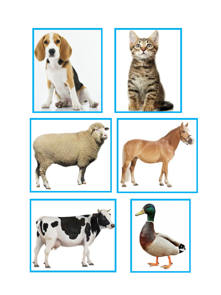 Animales | PDF