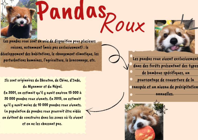 Panda roux : menaces et population actuelle | PDF