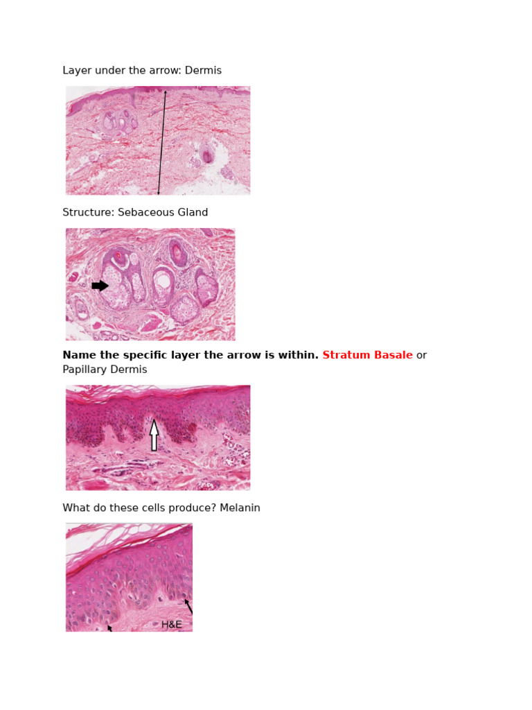 Anat 464 lab quizzes pdf epithelium anatomy