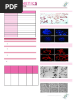 FISH Technique and ISCN Nomenclature Guide | PDF | Fluorescence In Situ ...