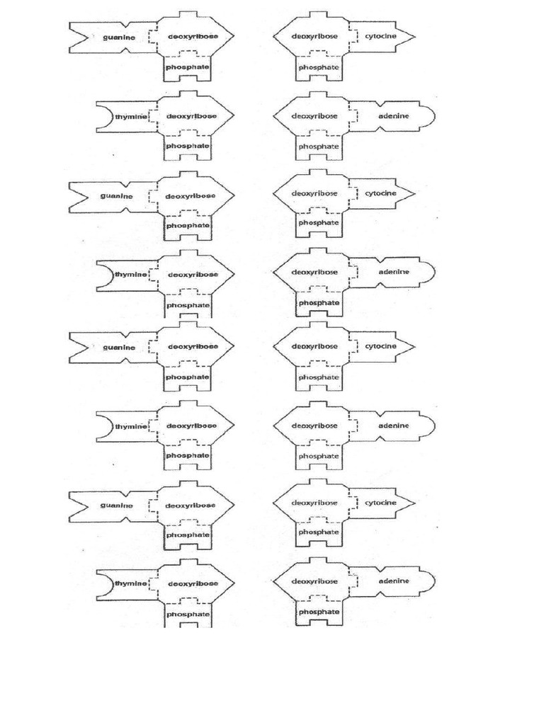 Dna Template | PDF