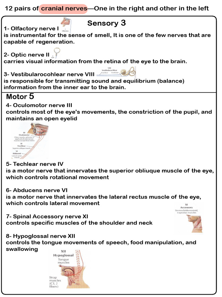 Overview of Cranial Nerves Functions | PDF