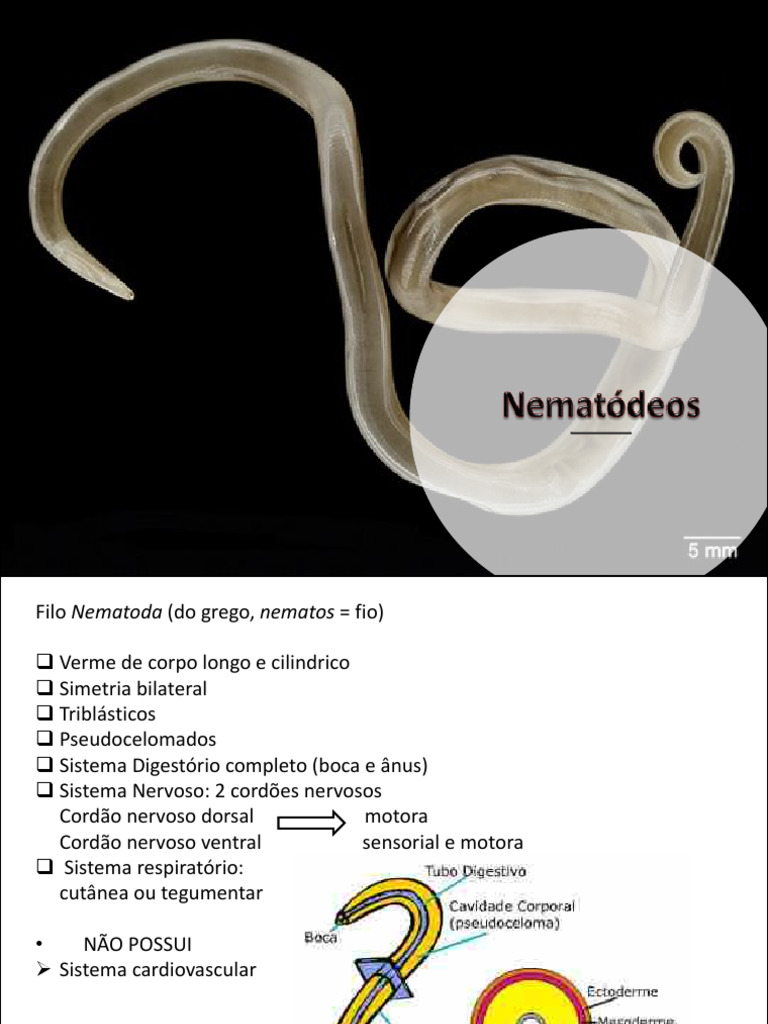 Características e Ciclos dos Nematódeos | PDF | Nematoda