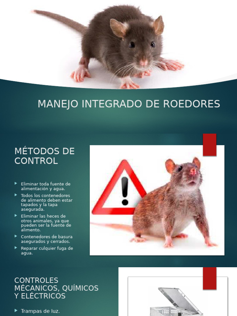 Control Eficaz de Roedores | PDF