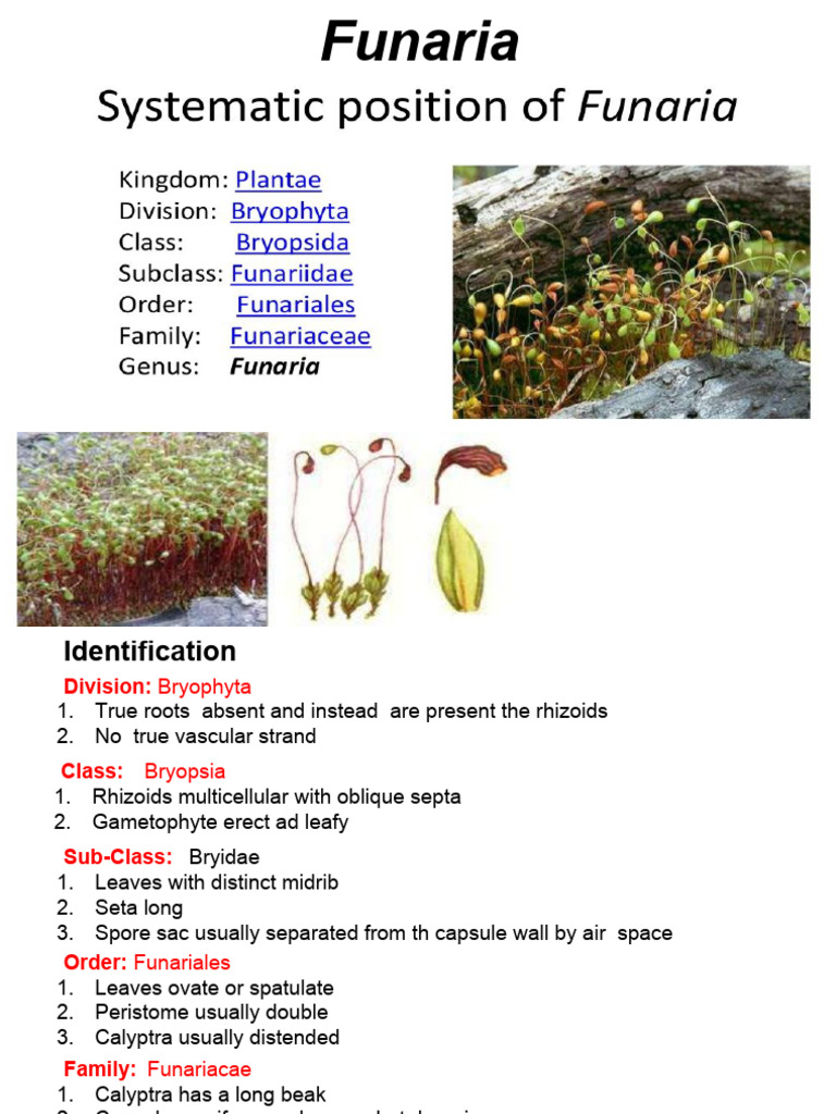 funaria | PDF | Spore | Horticultural Techniques