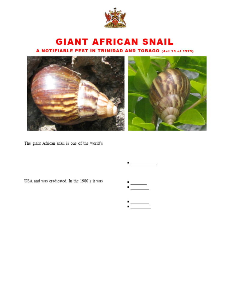 Managing Giant African Snail in Trinidad | PDF | Agriculture