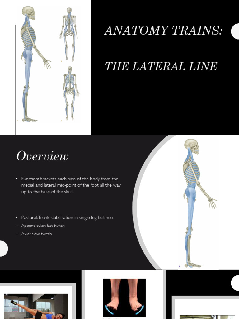 Understanding the Lateral Line System | PDF | Human Leg | Pelvis