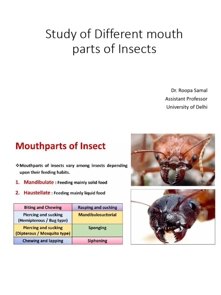 Insect Mouthparts: Biting and Chewing | PDF