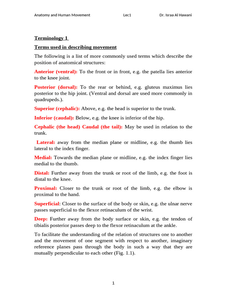 Human Movement Terminology Explained | PDF | Anatomical Terms Of Motion ...