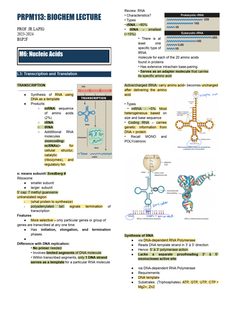 Transcription and Translation Overview | PDF | Translation (Biology) | Rna