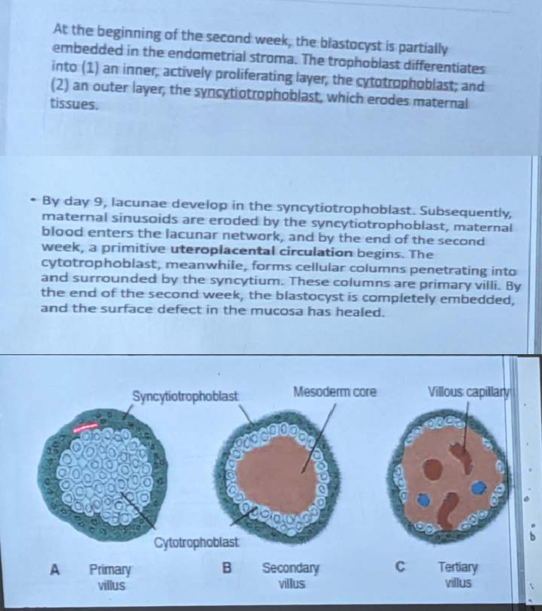 2nd Week Overview Mesodermal Derivatives | PDF