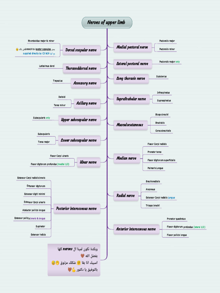 Nerves of Upper Limb - 202503 - 192812 | PDF | Thumb | Limbs (Anatomy)