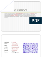 Plasmodium Falciparum