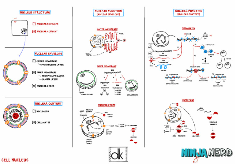 Cell Nucleus Structure Function 1 Atf Pdf