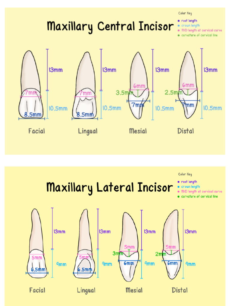 Anterior Teeth | PDF