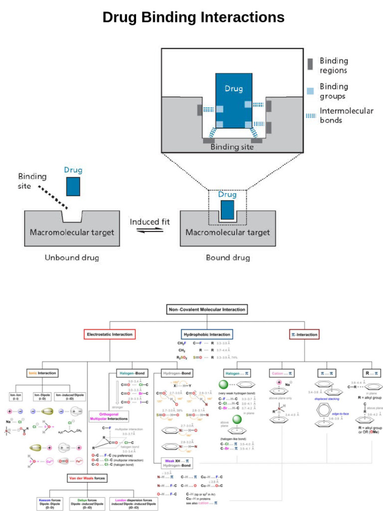 Drug Binding Interactions Guide | PDF | Intermolecular Force | Hydrogen ...