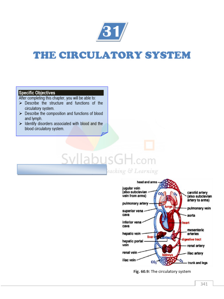 Overview of the Circulatory System | PDF | Circulatory System | Heart Valve