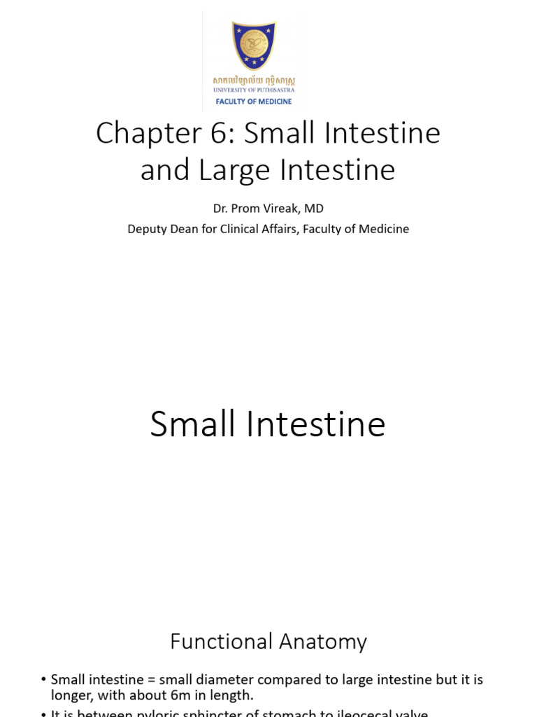 Small and Large Intestine Functions | PDF | Small Intestine | Large ...