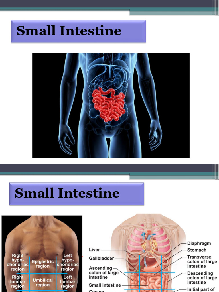 3 Intestin | PDF | Small Intestine | Gastrointestinal Tract