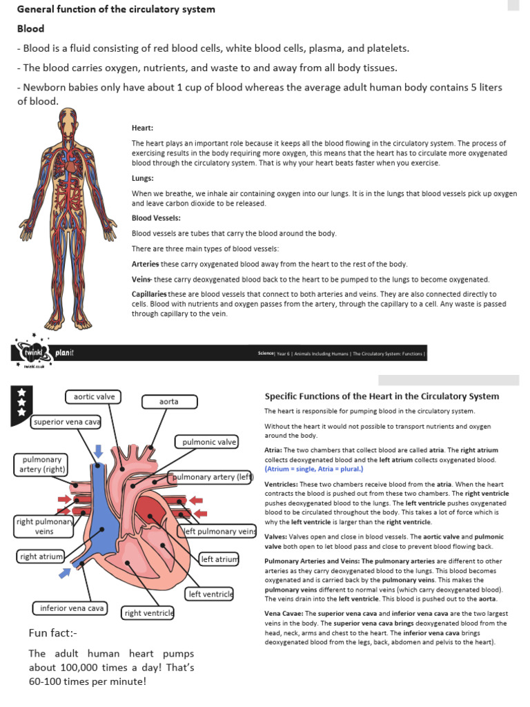 Functions of the Circulatory System | PDF | Heart Valve | Atrium (Heart)