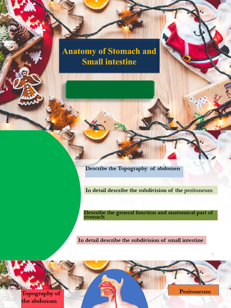 Anatomy of Stomach and Small Intestine | PDF | Small Intestine | Stomach