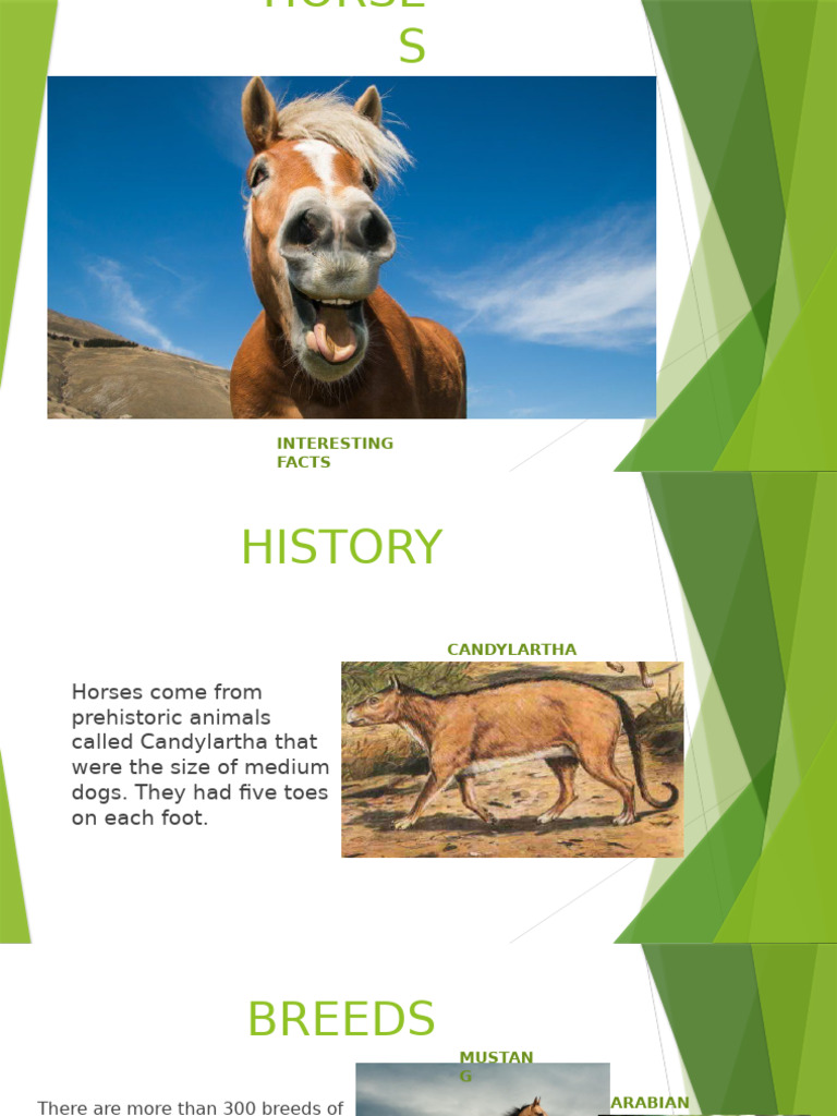 HORSES | PDF