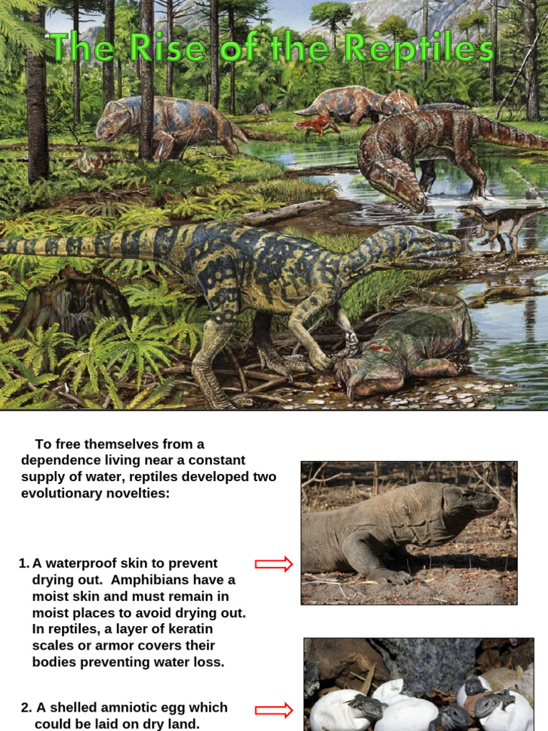 Reptile Evolution: Amniotic Egg Adaptations | PDF | Reptile | Dinosaurs