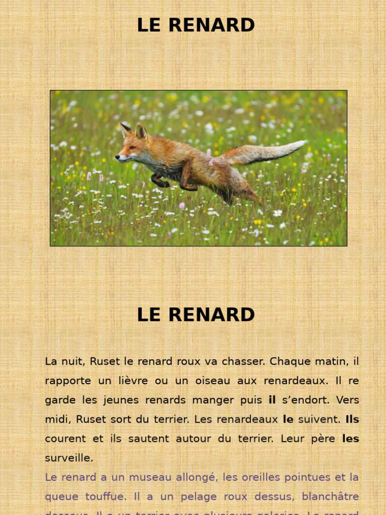Ruset le renard : Vie nocturne et chasse | PDF | Phrase | Linguistique