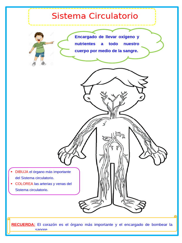 Actividades del Sistema Circulatorio | PDF | Sistema circulatorio | Corazón