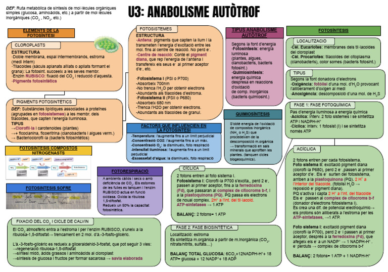 ESQUEMA: ANABOLSIME AUTÒTROF (Biologia 2n BATX) | PDF