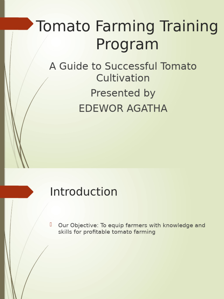 Tomato Farming Training Guide | PDF | Tomato | Fertilizer