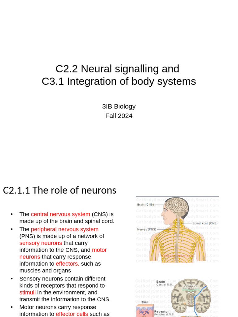 C2.2 Neural Signalling and C3.1 Integration of Body Systems - 041124 ...