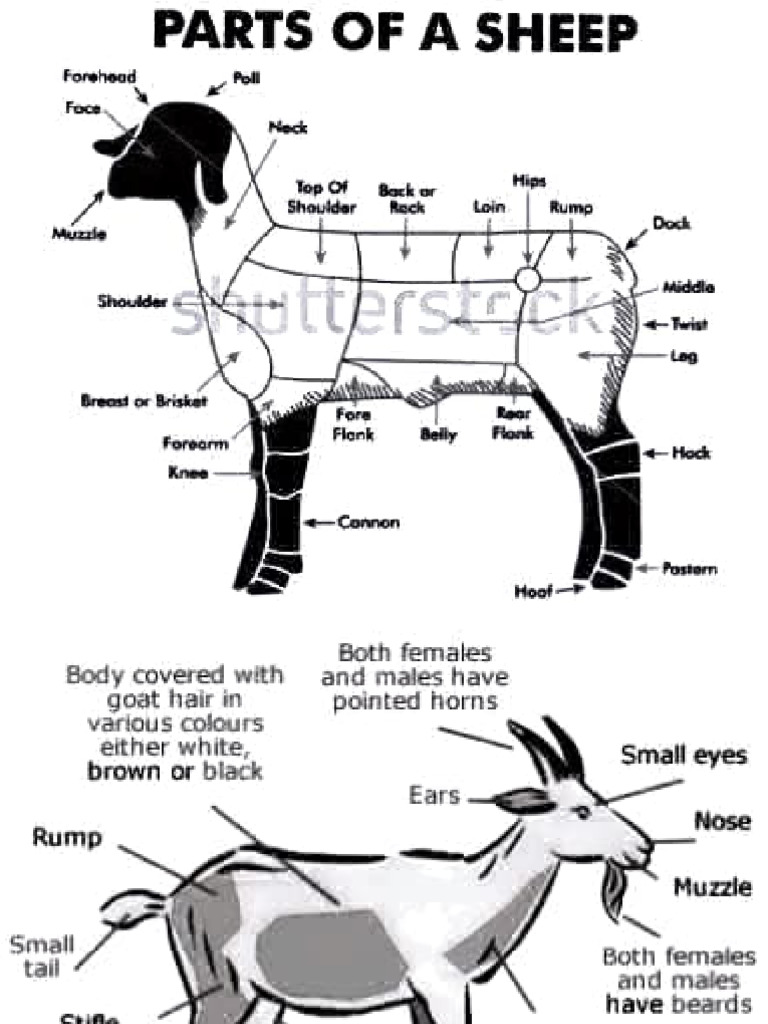 Anatomy and Parts of a Sheep | PDF
