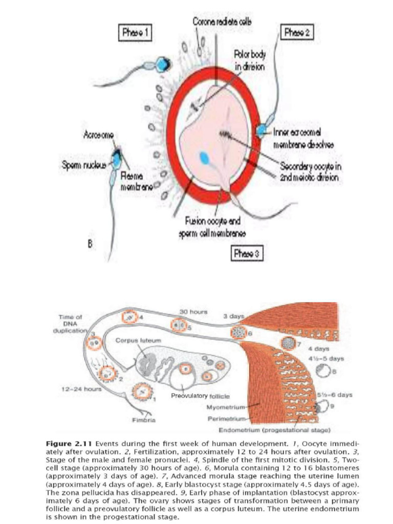 EmbryologyCharts Compressed | PDF
