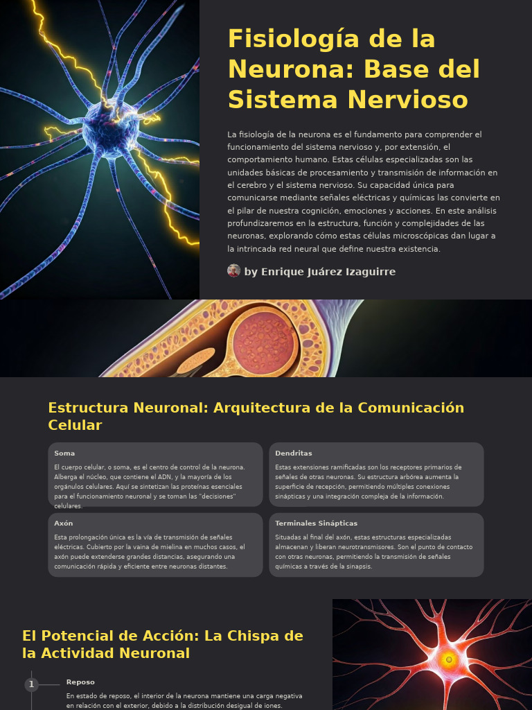Semana 5 Fisiologia de La Neurona Base Del Sistema Nervioso | PDF ...