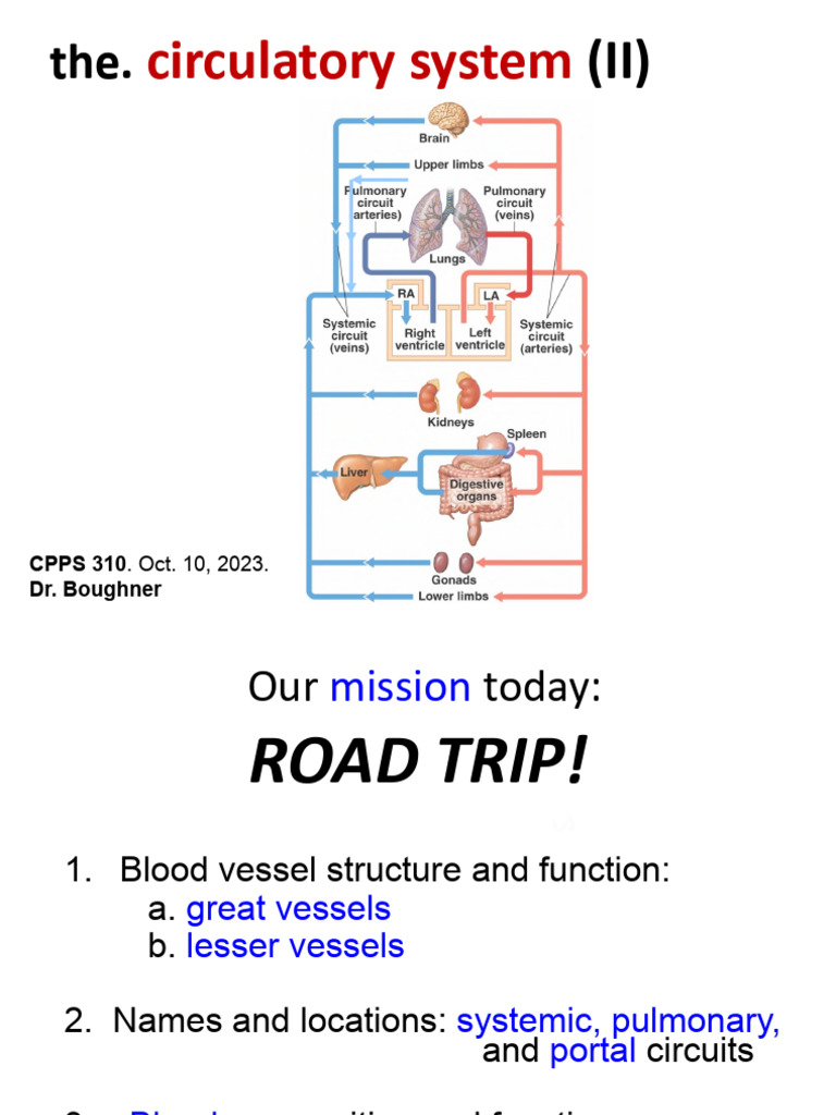 Understanding the Circulatory System | PDF | Vein | Capillary