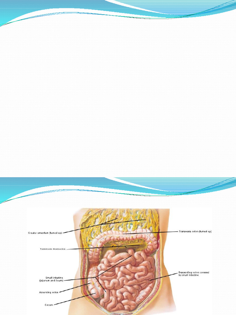 Abdomen 4 Small and Large Intestine | PDF | Large Intestine | Rectum